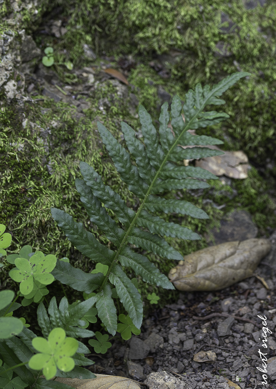 alum rock state park